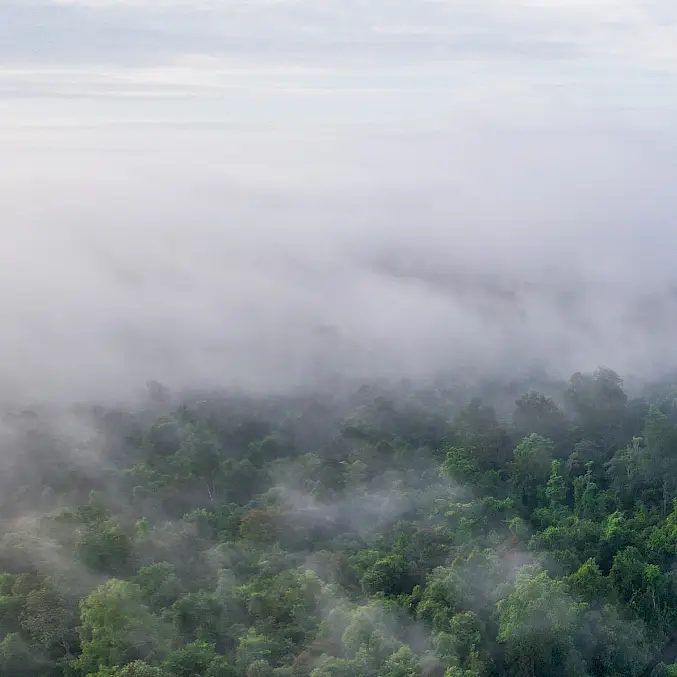 Der Schutzwald auf Borneo symbolisiert unser ganzheitliches Engagement, das Artenschutz mit Aufforstung und Waldschutz verbindet. © Andrew Suryono | BOSF | BOS Schweiz