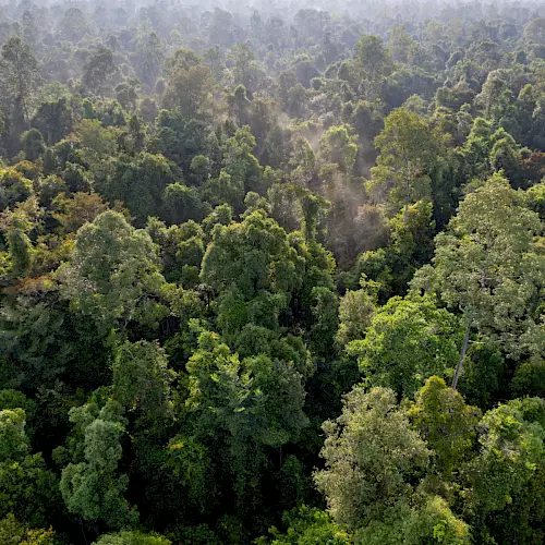 "Waldschutzprojekt auf Borneo" – Darstellung von einem Schutzwald auf Borneo als Teil des BOS Schweiz-Programms.
