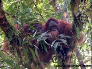 Orang-Utan in den Bäumen