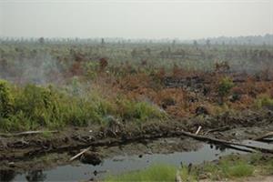 Zerstörung in Mawas