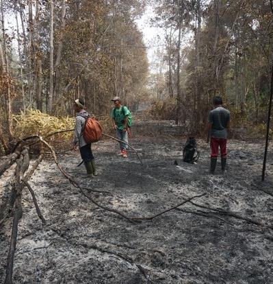 Feuer nur 100 Meter entfernt – 2550 Orang-Utan-Leben in Gefahr