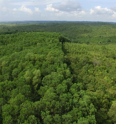 Regenwald-Schutz ist Orang-Utan-Schutz