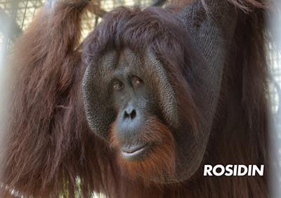 Orang-Utan Rosidin ist bald in der Freiheit