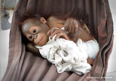 Wenige Tage später aus der Haustierhaltung gerettet: 6 Monate Orang-Utan-Baby