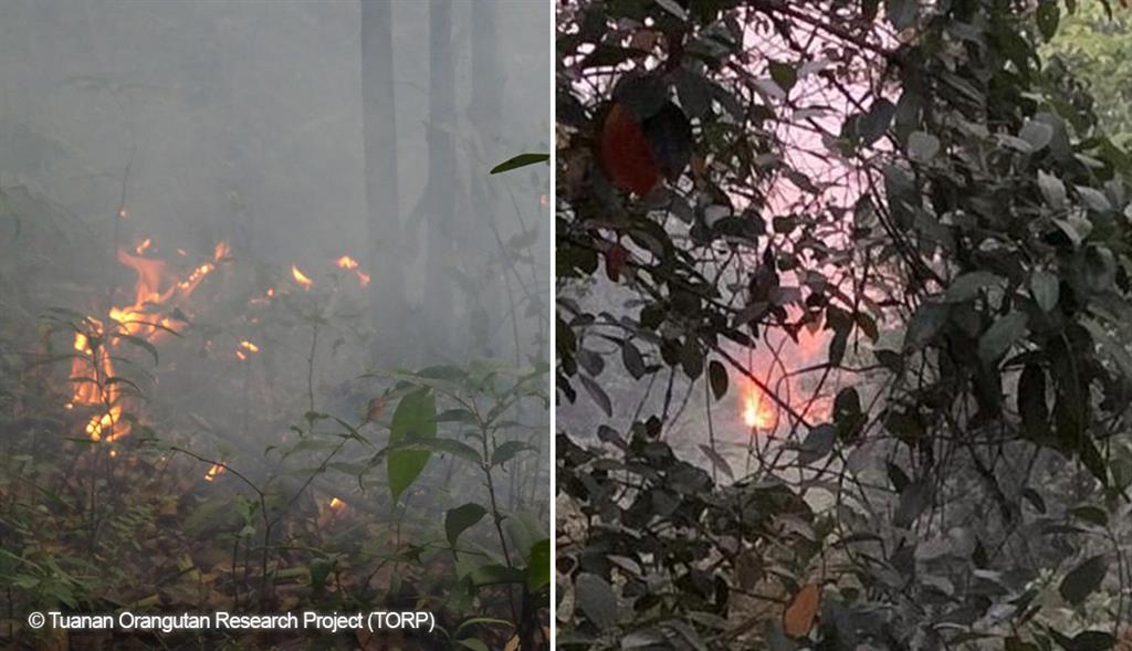 Neue Feuer – nur 400 Meter entfernt – bedrohen unsere Tuanan Research Station.