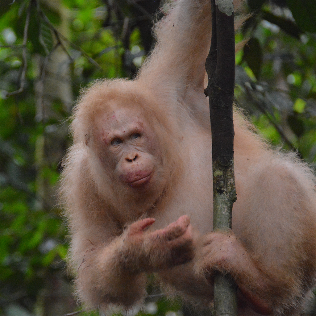 Orang-Utan-Weibchen Alba klettert auf einem Baum