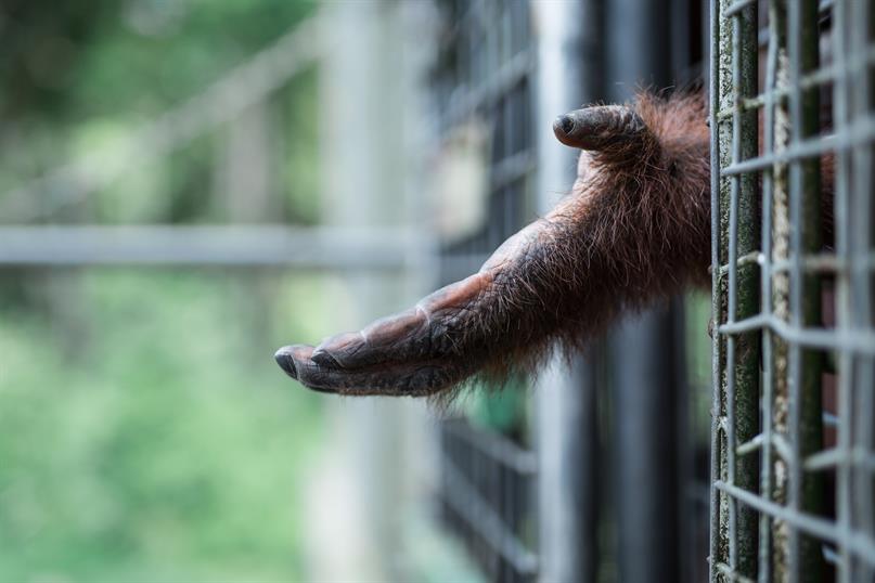 Ein Orang-Utan streckt seine Hand aus einem Käfig