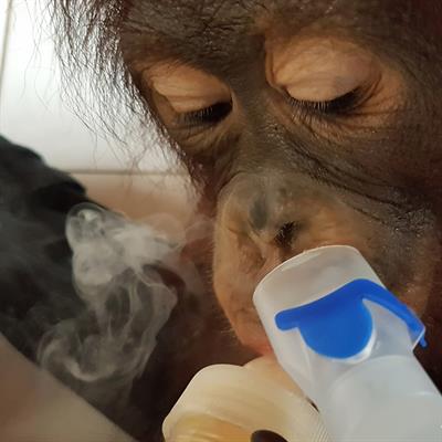 Ein junger Orang-Utan bei Behandlung seiner Atemwege