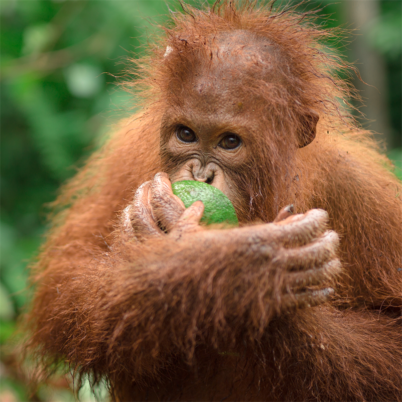 Ein Orang-Utan isst eine Frucht