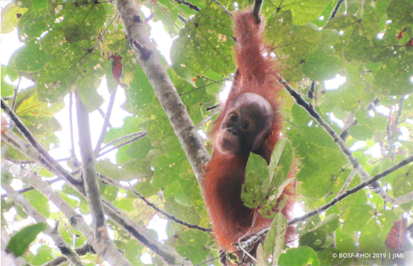 Orang-Utan-Baby Burani klettert auf einen Baum
