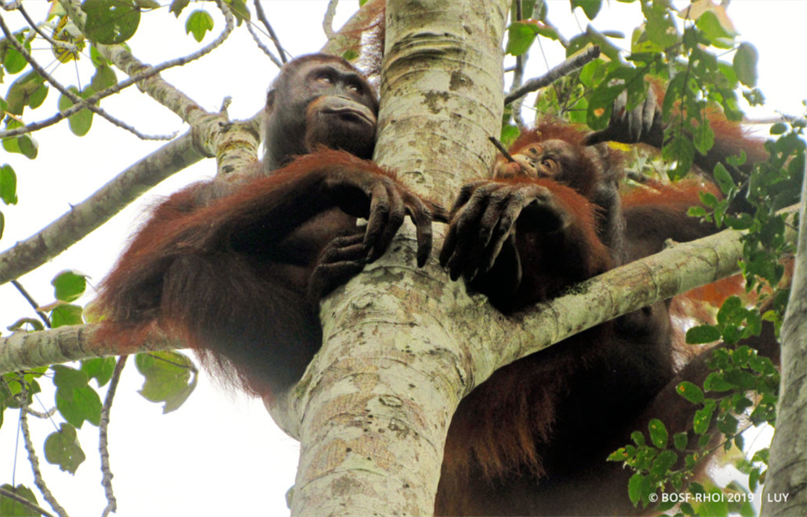 Das Mutter-Tochter-Gespann Lesan und Ayu hoch oben in den Bäumen