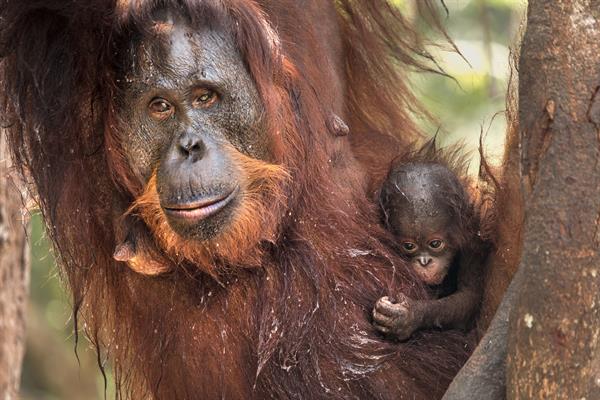 Eine Orang-Utan-Mutter mit ihrem Baby