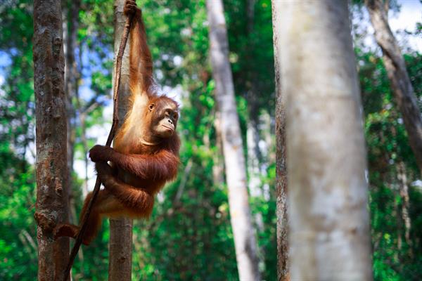 Ein Orang-Utan hält sich an einem Ast fest