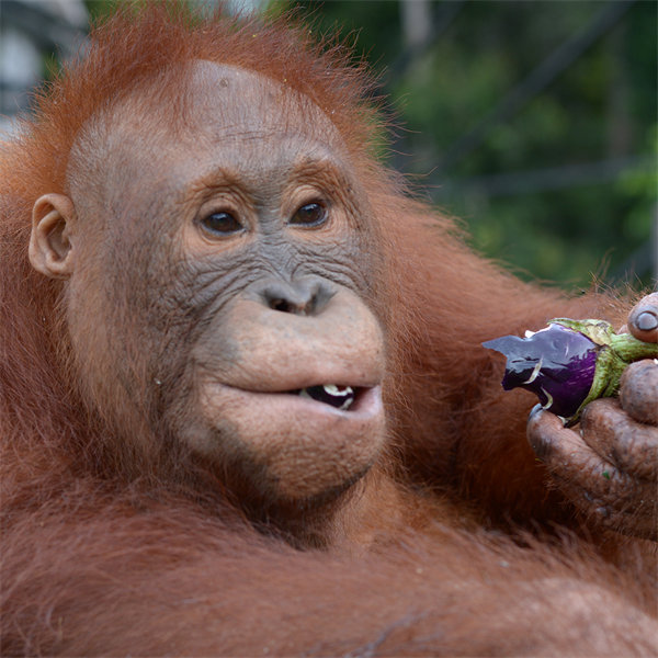 Orang-Utan Beni isst eine Frucht