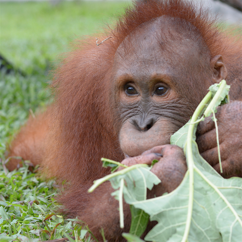 Orang-Utan Beni knabbert an einem grossen Blatt
