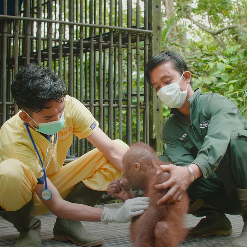 Zwei medizinische Mitarbeiter untersuchen einen jungen Orang-Utan