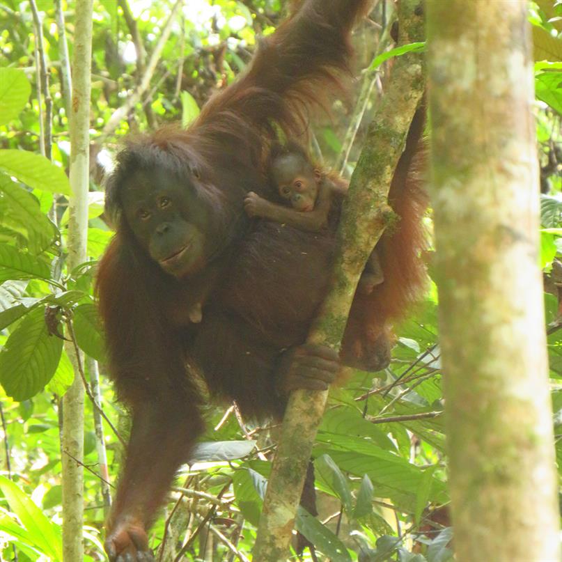 Orang-Utan-Mutter Signe mit ihrem Baby im KJ7-Wald