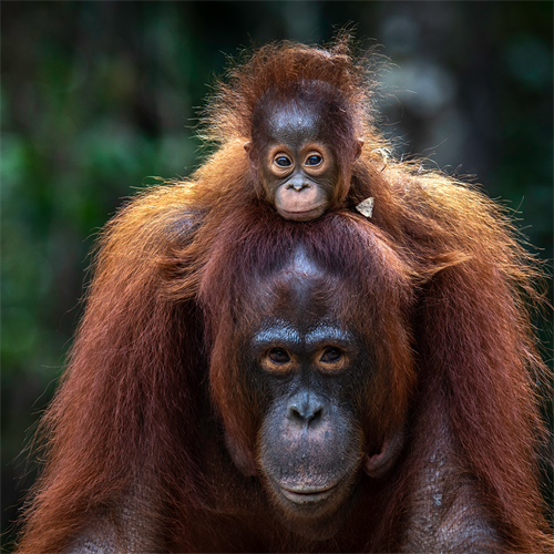 Orang-Utan-Mutter Suja mit ihrem Baby Bella