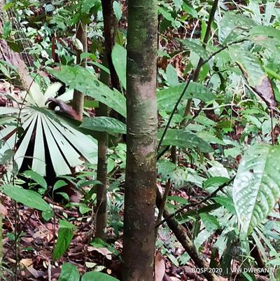 Palmenblatt als Schutz gegen Regen