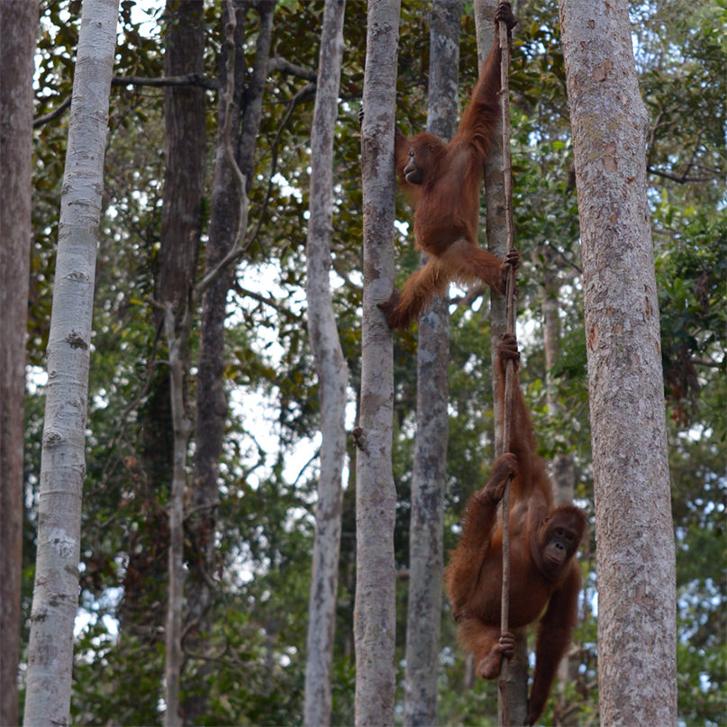 Orang-Utan-Waldschüler*innen der Gruppe 5 klettern auf einem Baum