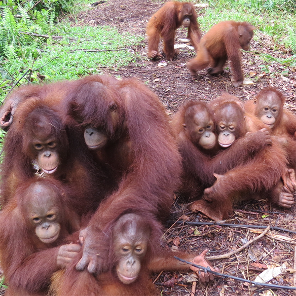 Eine Gruppe junger Orang-Utans aus den Waldschulgruppen 4 und 5