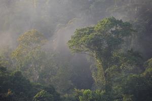 Regenwald in Zentral-Kalimantan