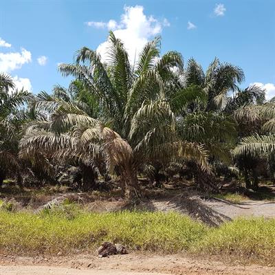 Ölpalme in einer Plantage in Kalimantan