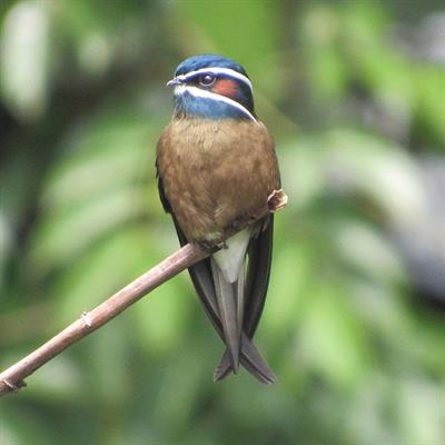 Vogel im Regenwald Borneos