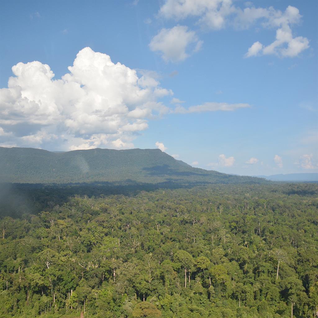 Regenwaldgebiet in Zentral-Kalimantan
