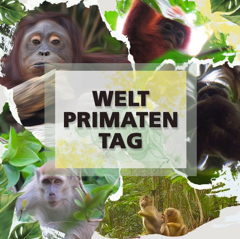 Visual zum Welt-Primaten-Tag