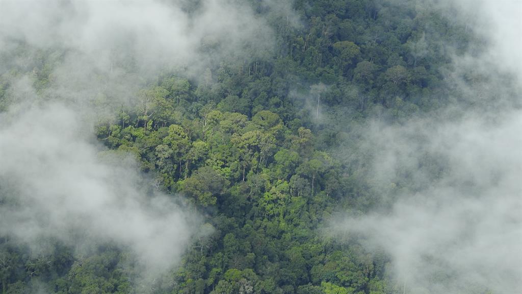 Waldbild Borneo