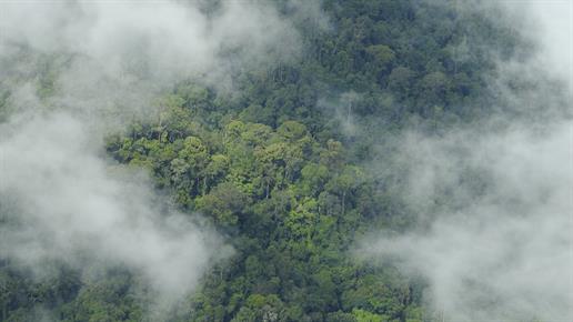Regenwald auf Borneo