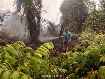 Die Regenwälder auf Borneo sind von den Flammen bedroht.