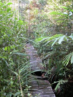 Regenwaldschutz - Mawas Regenwald