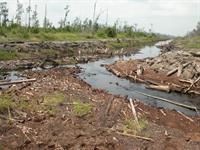 Regenwald in Gefahr - Abholzung
