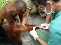 Orang-Utans in Gefahr - Infektionskrankheiten
