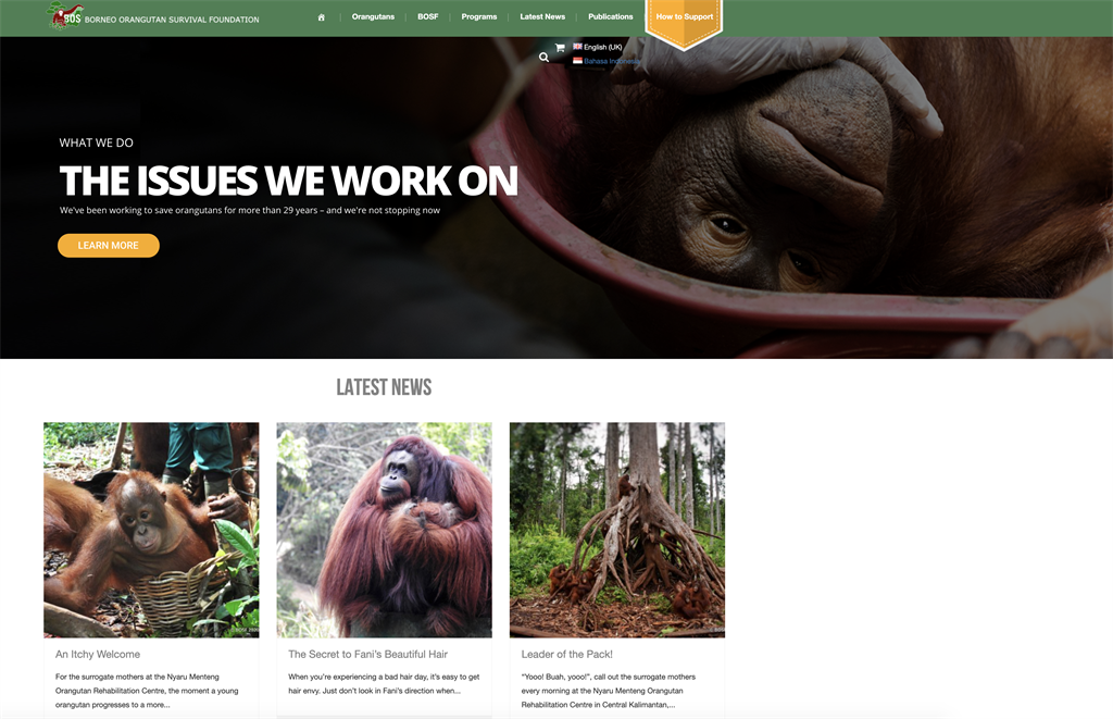 Webauftritt der Borneo Orangutan Survival Foundation