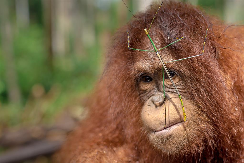 Ein junger Orang-Utan mit einem Insekt im Gesicht