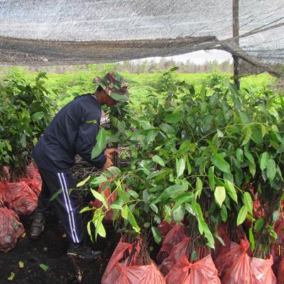 Anpflanzen von Setzlingen mit lokalen Mitarbeitenden in Indonesien