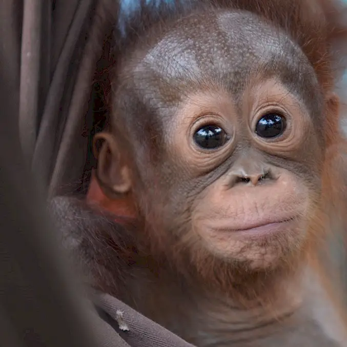 Grosses Bild: Die gerettete Orang-Utan-Waise "Onyer" wohnt in der BOS-Rettungsstation. Nach einer intensiven Rehabilitationsphase von bis zu 10 Jahren wird sie von BOS in einen Schutzwald ausgewildert. © BOS Foundation