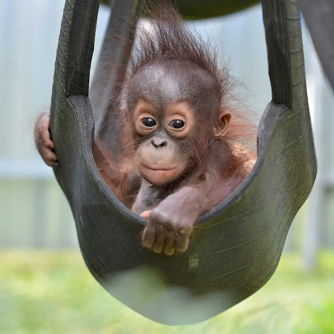 Die gerettete Orang-Utan-Waise "Onyer" wohnt in der BOS-Rettungsstation. Nach einer intensiven Rehabilitationsphase von bis zu 10 Jahren wird sie von BOS in einen Schutzwald ausgewildert. Foto © BOS Foundation
