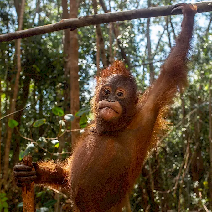 Orang-Utan-Waise "Taymur" hat trotz grausamem Start ins Leben dank BOS eine Chance auf ein Leben in der Freiheit. © Björn Vaughn | BOSF | BOS Schweiz