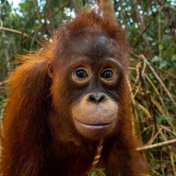 Grosses Bild © Björn Vaughn | BOSF | BOS Schweiz