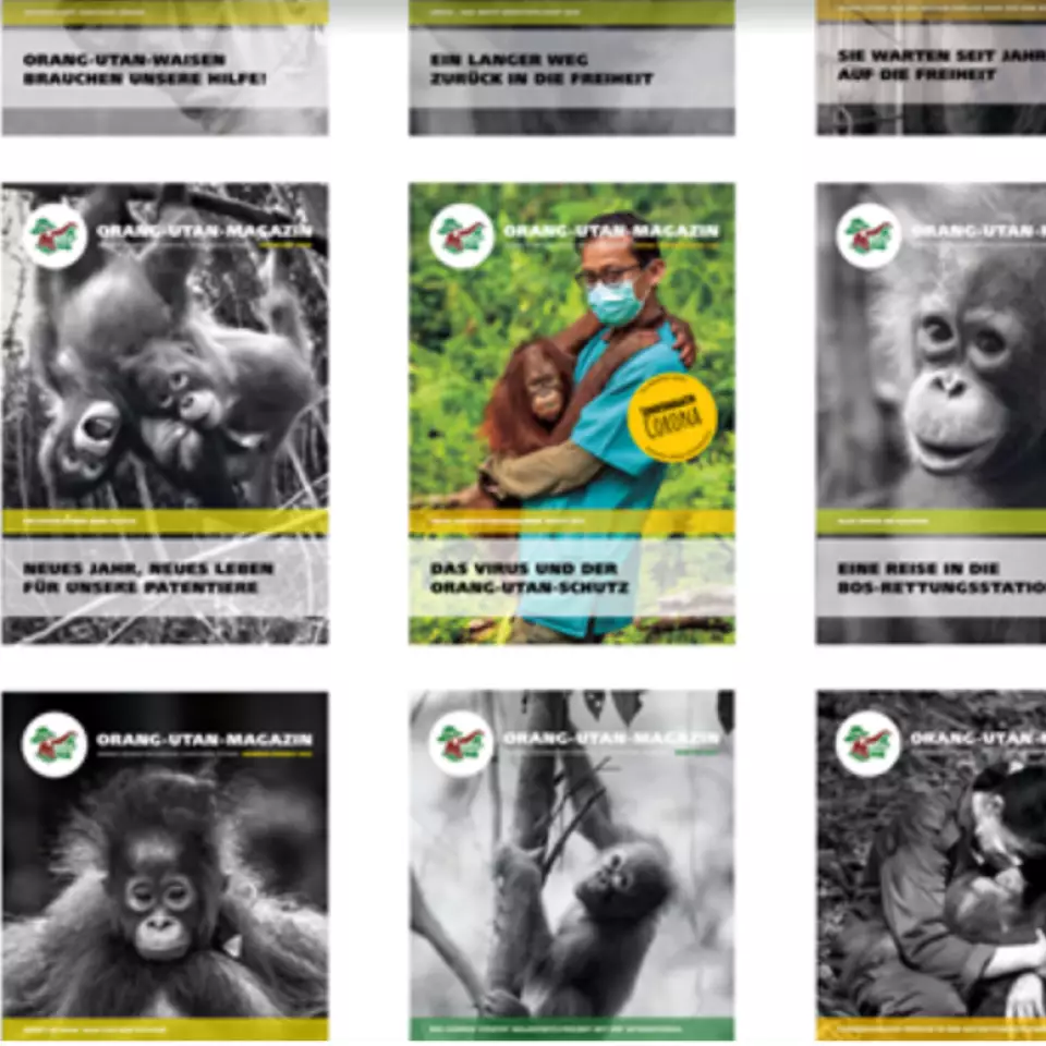 "Orang-Utan-Magazin Covers" - Zeigt die Vielfalt von unseren Publikationen, die unsere Projekte in den Bereichen Arten- und Waldschutz aufzeigen.