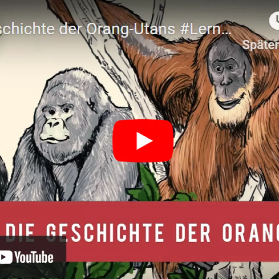 "Video-Screenshot" - Zeigt einen Videobeitrag mit dem BOS Schweiz zur Umweltbildung in der Schweiz beiträgt.