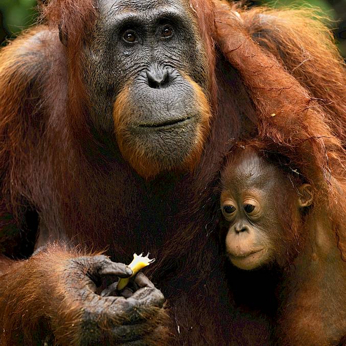 Hauptbild: Eine Orang-Utan-Mutter füttert ihr Baby. © Thomas Marent | BOS Schweiz