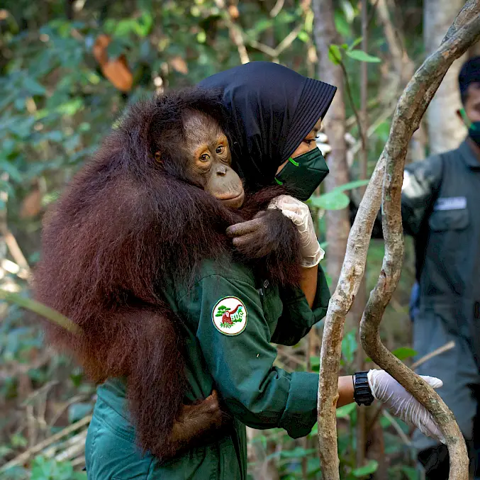 Hauptbild: Eine Orang-Utan-Waise klammert sich an seine menschliche Ersatzmutter in der BOS-Rettungsstation. © Aaron Gekoski I BOSF I BOS Schweiz