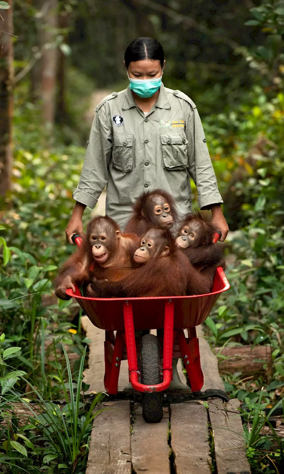 Vier Orang-Utans werden in einer Schubkarre in die Waldschule chauffiert
