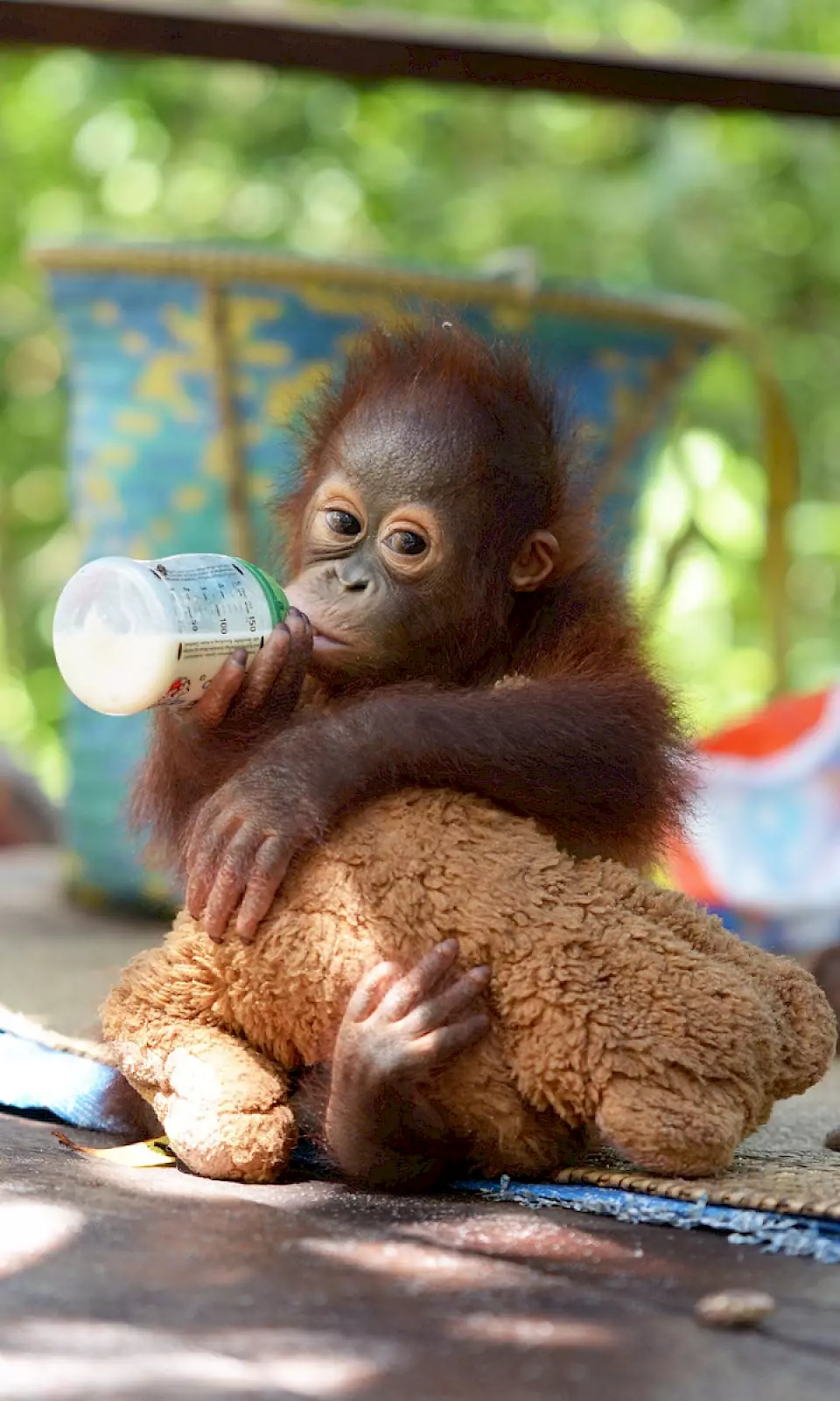 Eine Orang-Utan-Waise trinkt Ersatz-Muttermilch aus einem Fläschchen