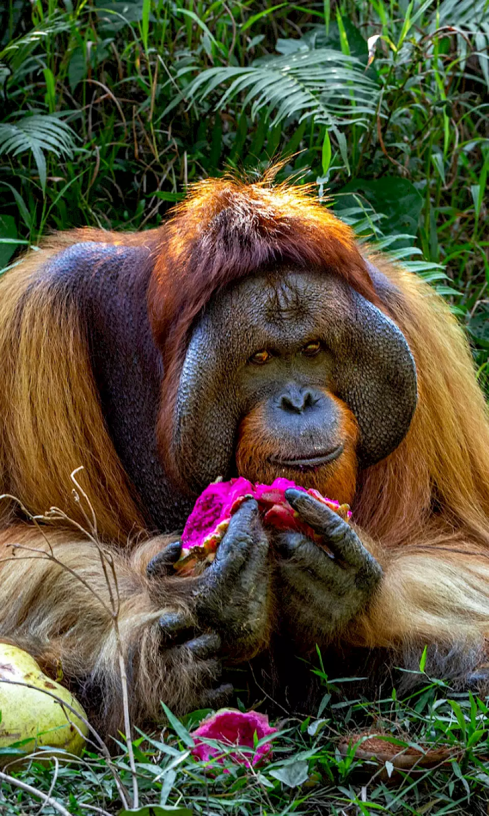Ein männlicher Orang-Utan isst eine violette Frucht